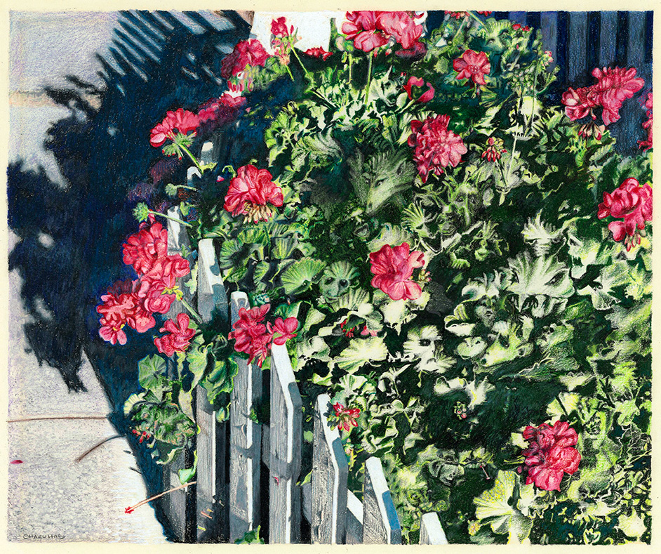 Geraniums Illustration by William Charuhas